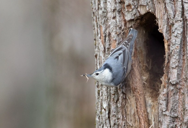 attract nuthatches to your yard