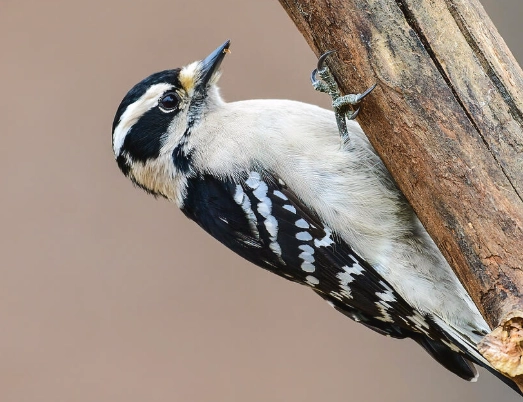 female downy woodpecker identification