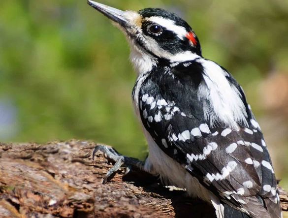Hairy Woodpecker call
