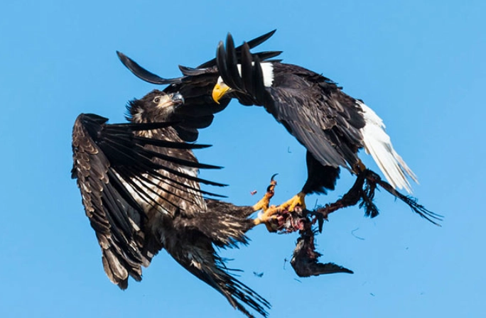 bald eagle interesting facts