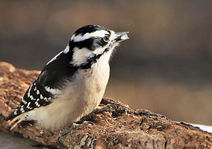 downy woodpecker female behavior