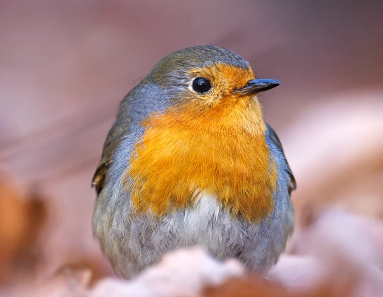 bird photography locations