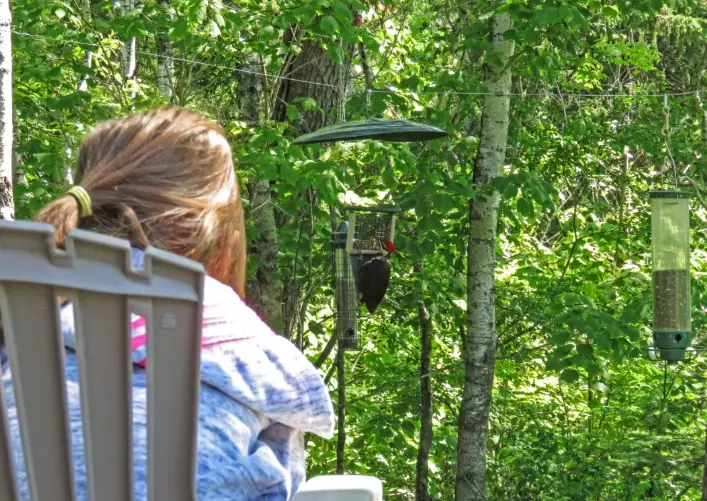 family bird watching family bird watching