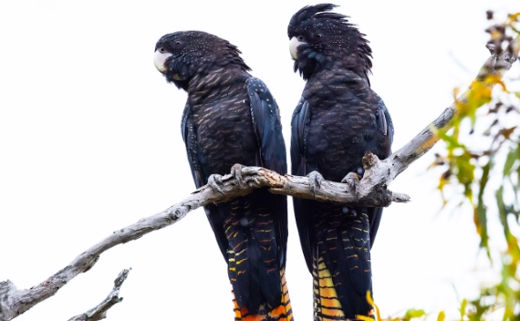 top birding states in the US top birding states in the US