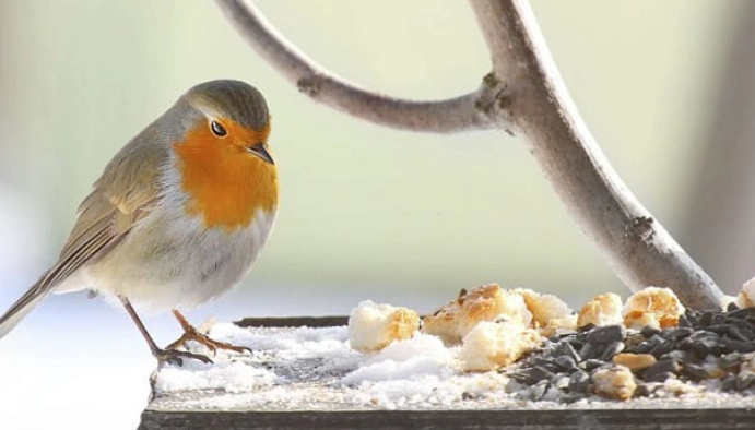 when are birds most active