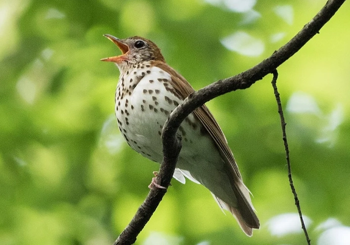 record bird sounds on phone