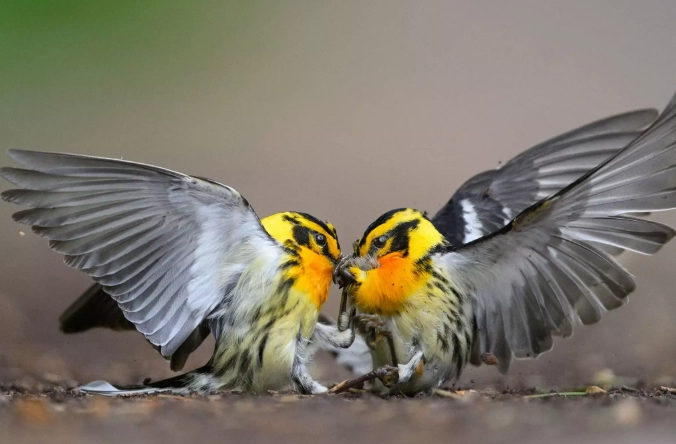 find birds to photograph