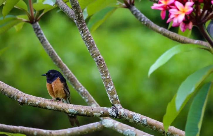 top birding states in the US top birding states in the US