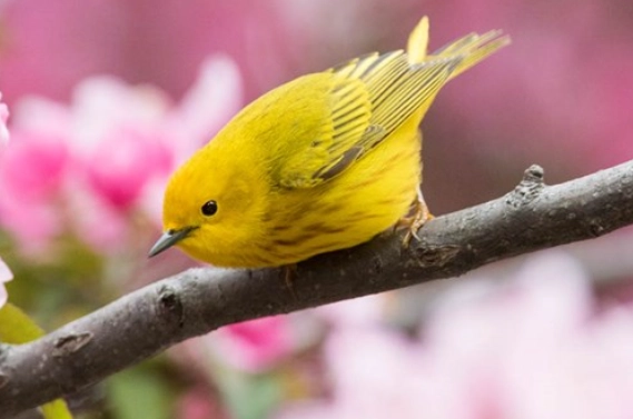 spring bird behavior