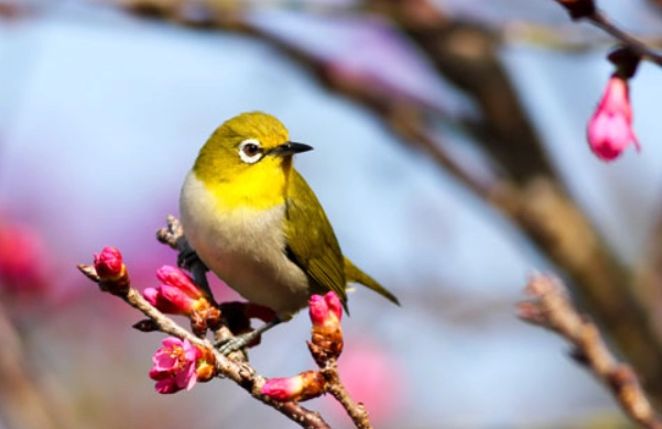 birdwatching hotspots