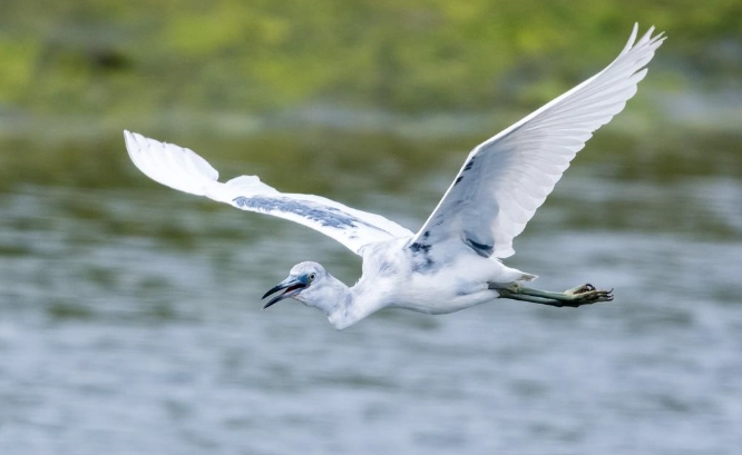 best state for bird watching best state for bird watching