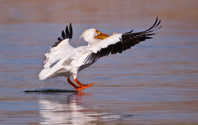 bird photography locations