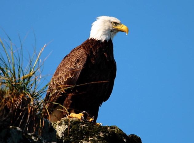 bald eagle size bald eagle size