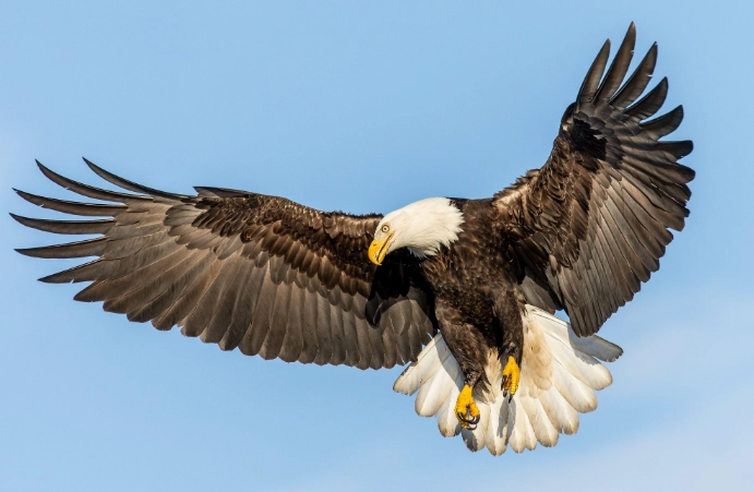 bald eagle behavior