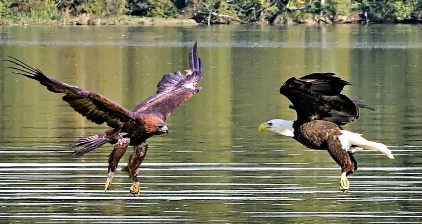 difference between bald eagle and eagle