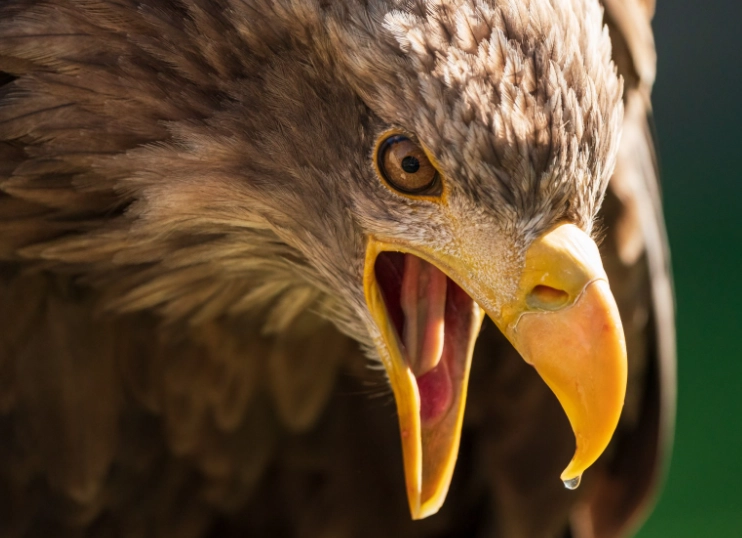 can eagles carry dogs