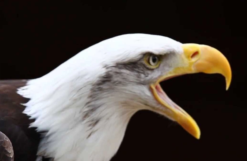 bald eagle call