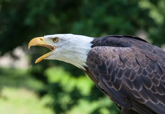 what does a bald eagle sound like