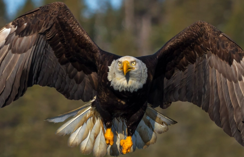 bald eagle behavior