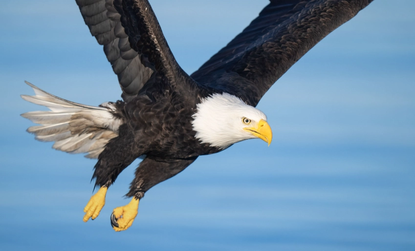 how to see bald eagles