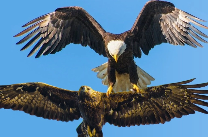 difference between bald eagle and eagle