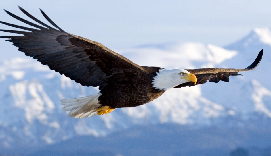 how to see bald eagles