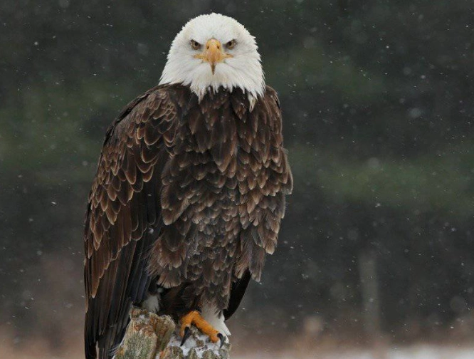 Bald eagle nesting sites