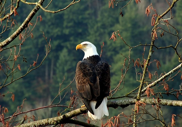 Where to see bald eagles