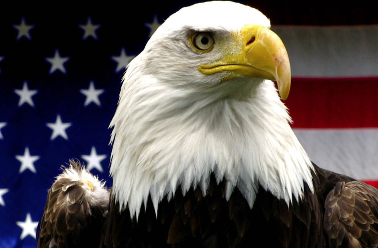 bald eagle facts bald eagle facts
