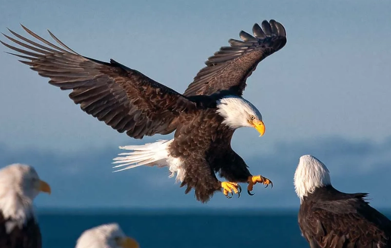 bald eagle size bald eagle size