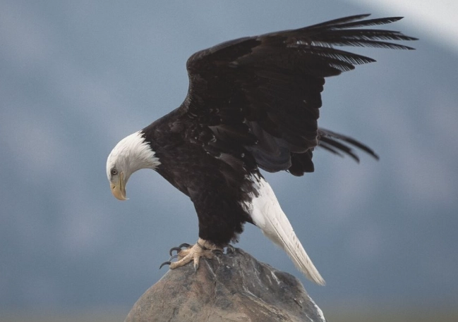 bald eagle lifting capacity