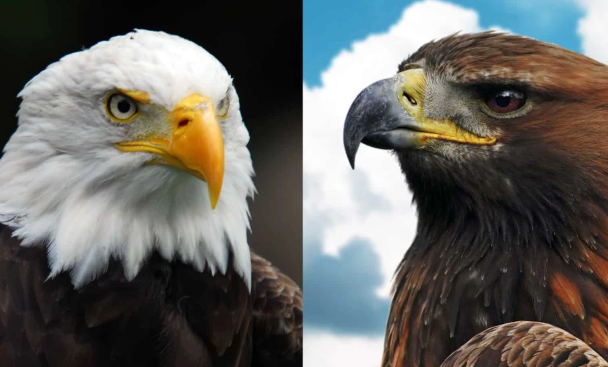 bald eagle compared to other eagles