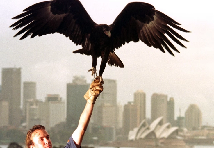 bald eagle lifting capacity