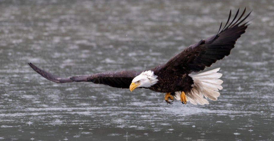 Where to see bald eagles