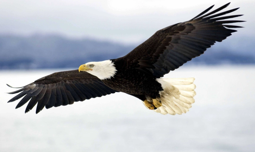 how to see bald eagles