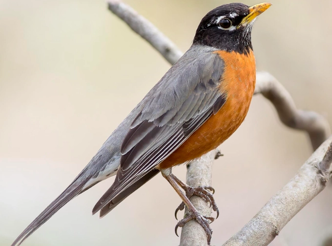 American robin spiritual meaning American robin spiritual meaning