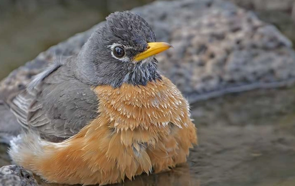 American robin spiritual meaning American robin spiritual meaning