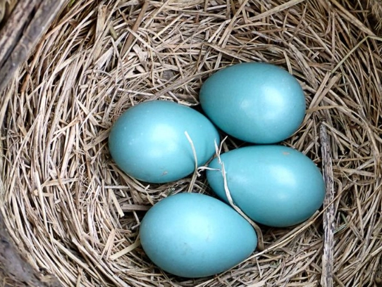 how long do robin eggs take to hatch how long do robin eggs take to hatch