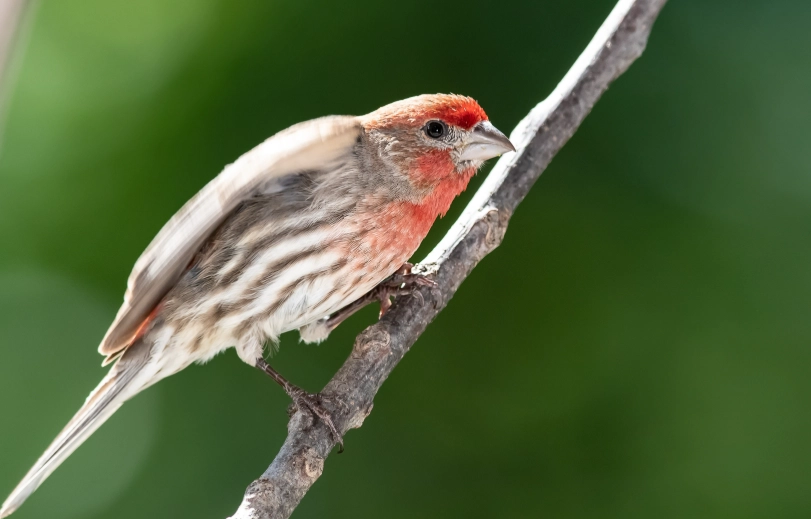 are house finches good to have around