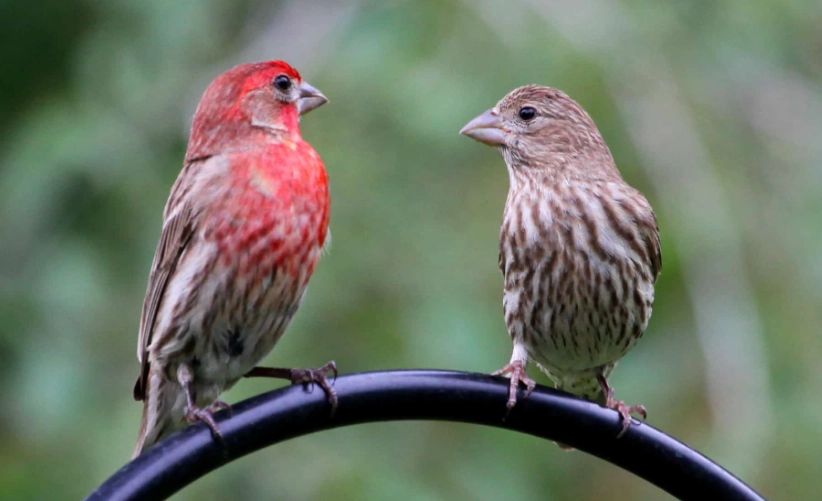 house finches good or bad