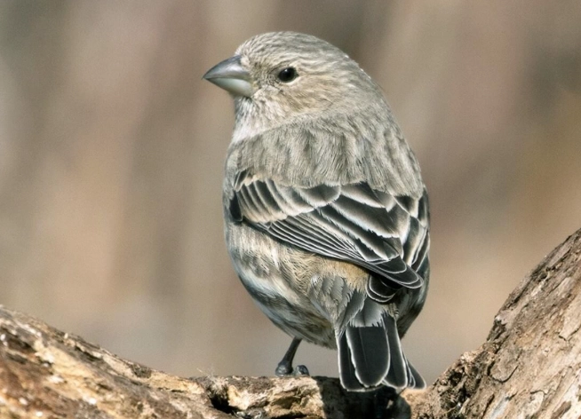 house finch rarity