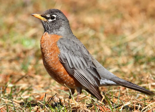 American robin behavior