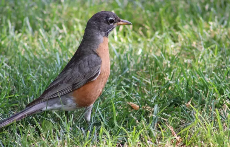 robin size comparison