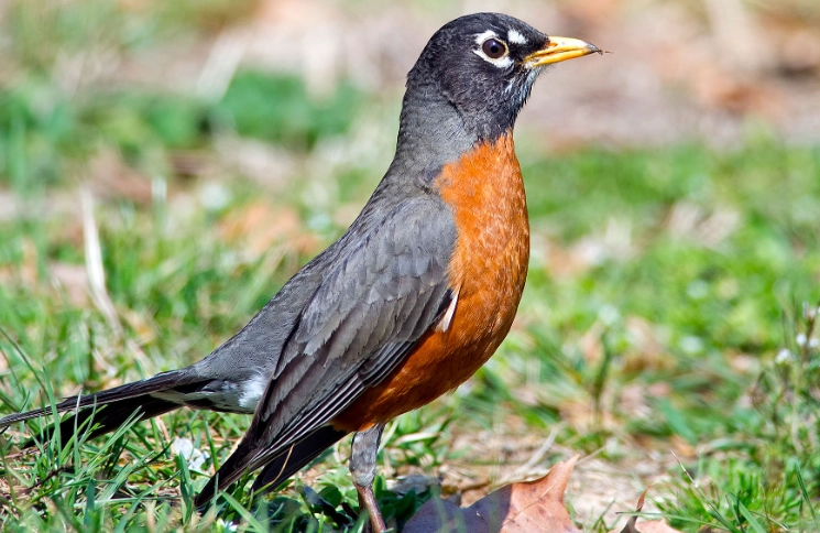 American robin meaning