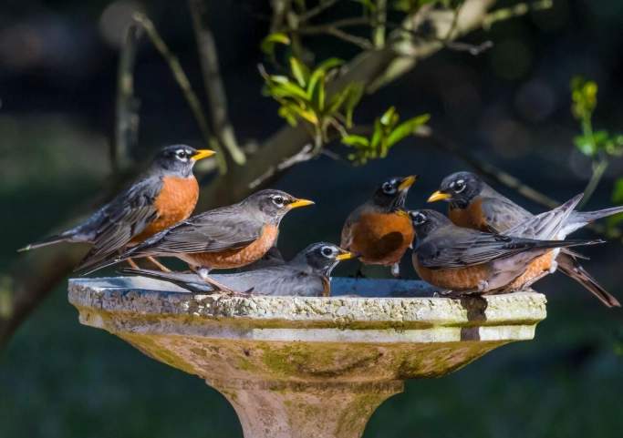 American robin measurements