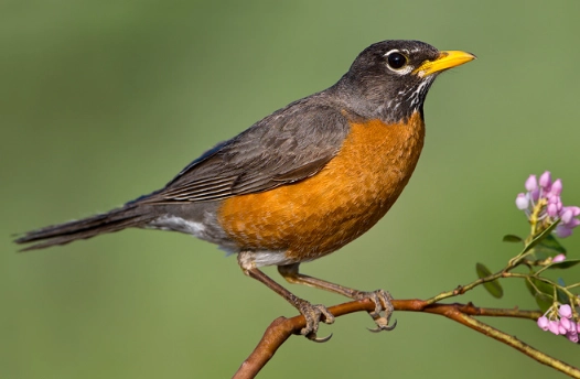 robin symbolism robin symbolism