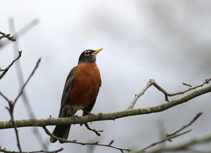 what does an American robin sound like