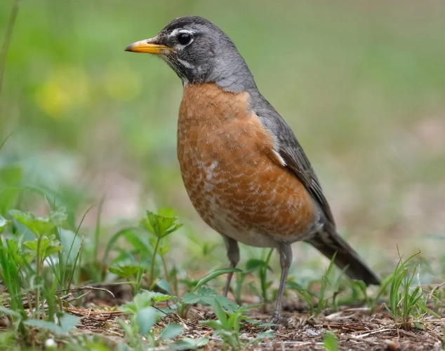 robin size comparison