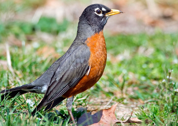 what does an American robin sound like