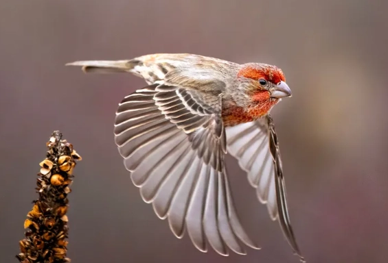 house finches good or bad